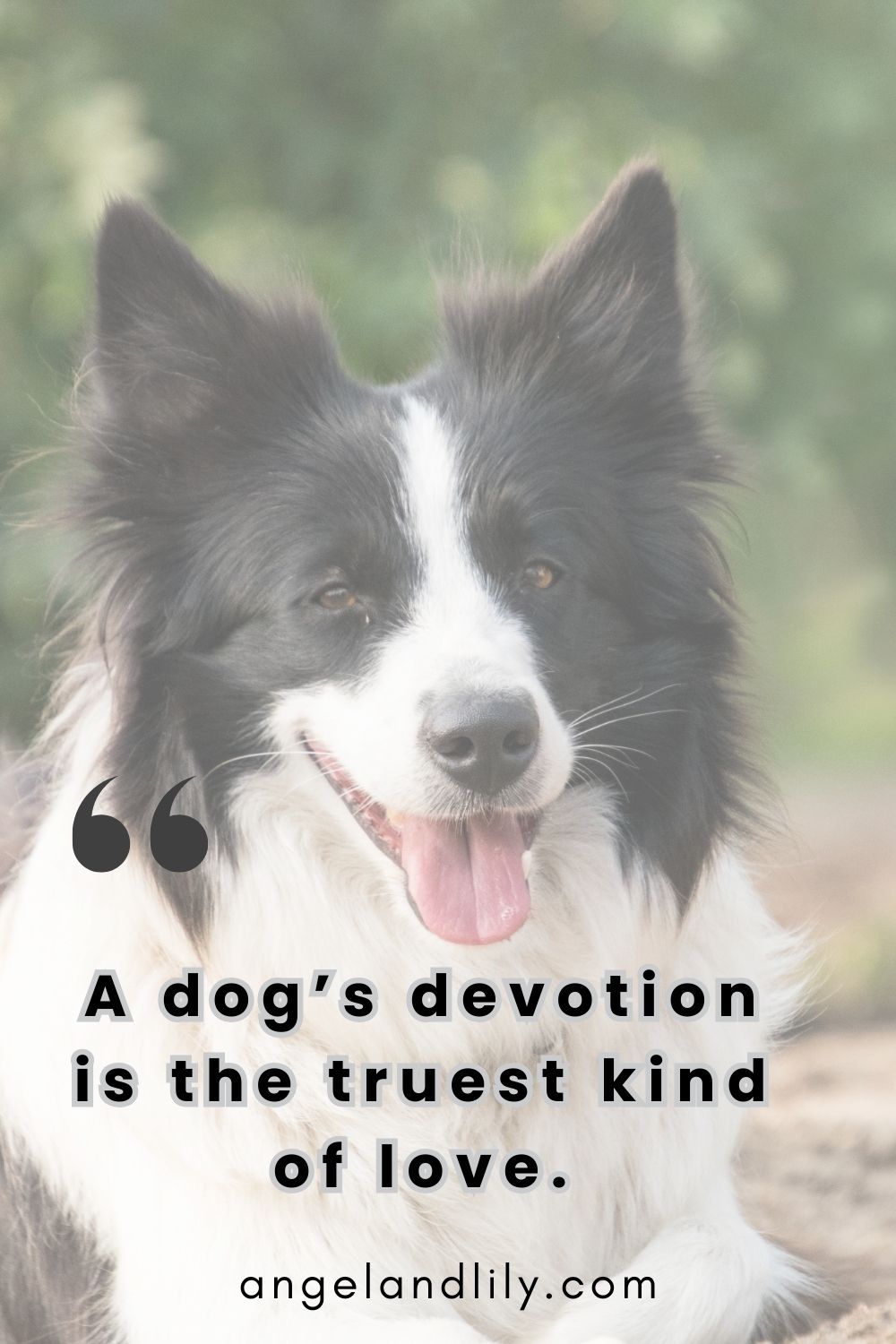 Daily Dogspiration – January 13, 2025