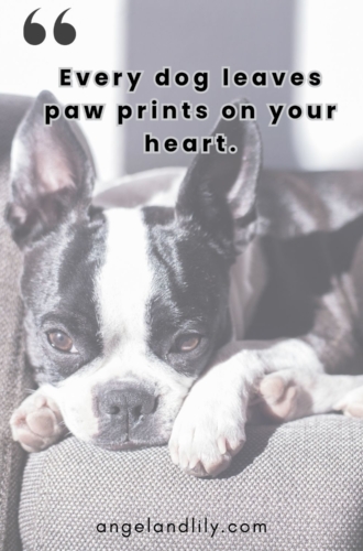 Daily Dogspiration – January 14, 2025
