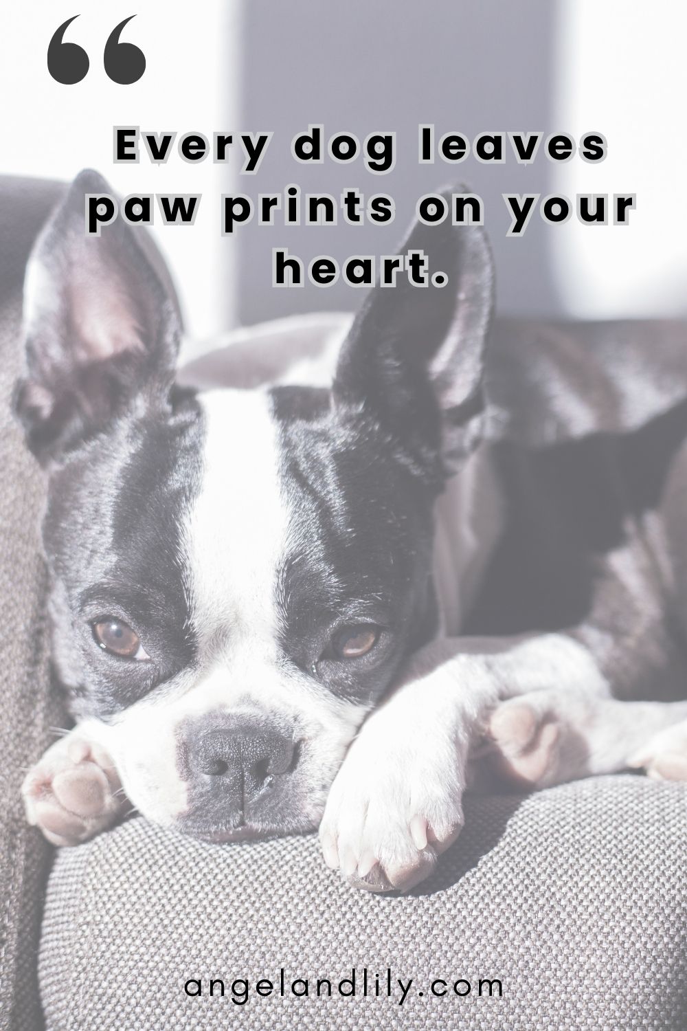 Daily Dogspiration – January 14, 2025