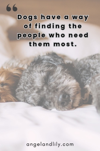 Daily Dogspiration – January 15, 2025