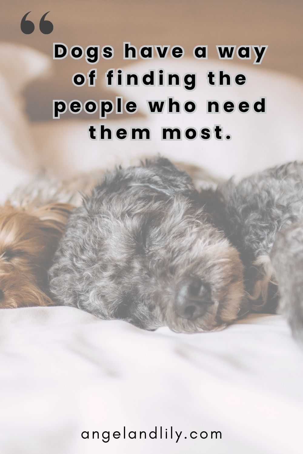 Daily Dogspiration – January 15, 2025