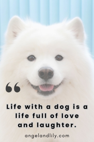 Daily Dogspiration – January 16, 2025