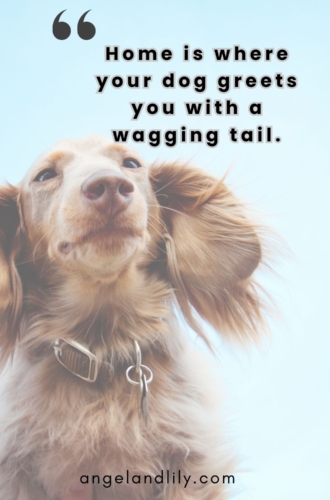 Daily Dogspiration – January 17, 2025