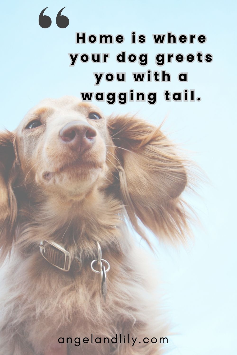 Daily Dogspiration – January 17, 2025