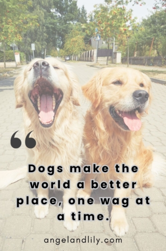 Daily Dogspiration – January 18, 2025