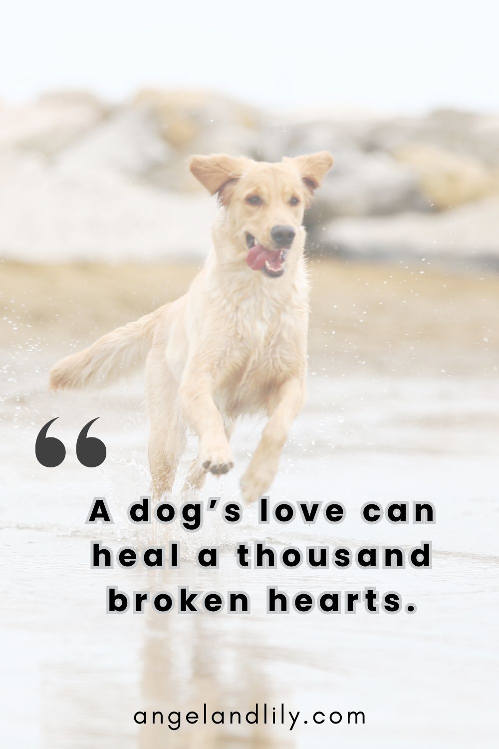 Daily Dogspiration – January 19, 2025