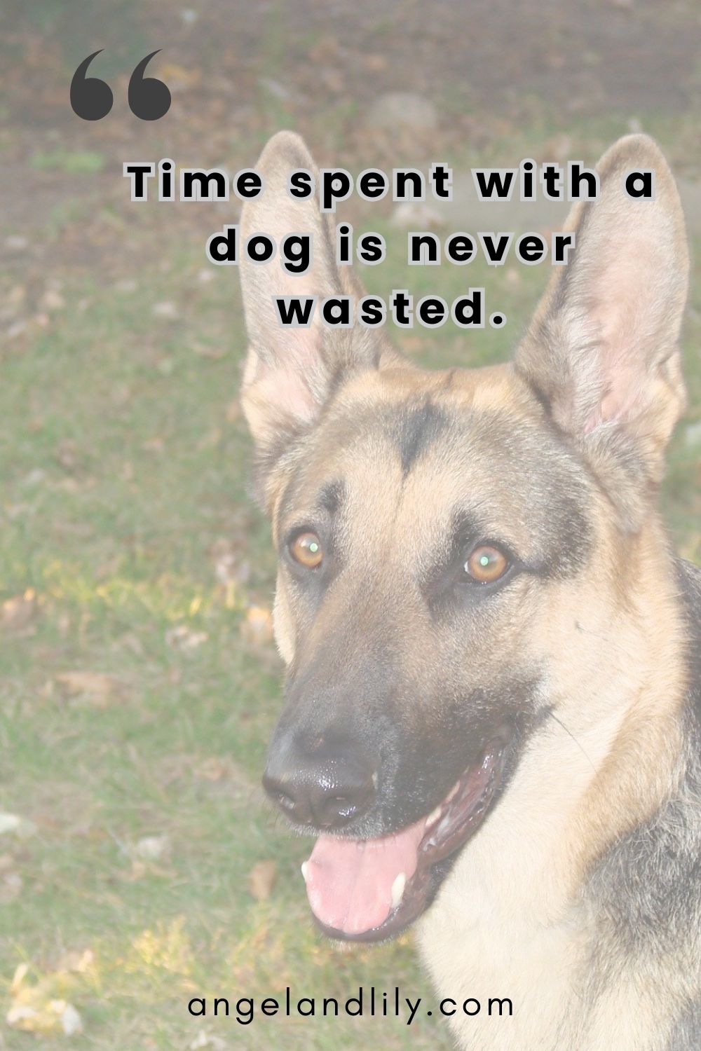 Daily Dogspiration – January 20, 2025