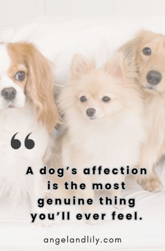Daily Dogspiration – January 21, 2025