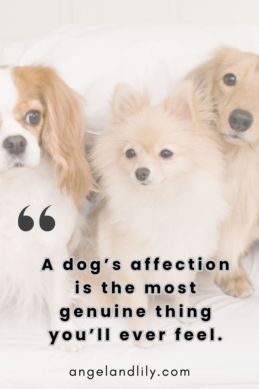 Daily Dogspiration – January 21, 2025
