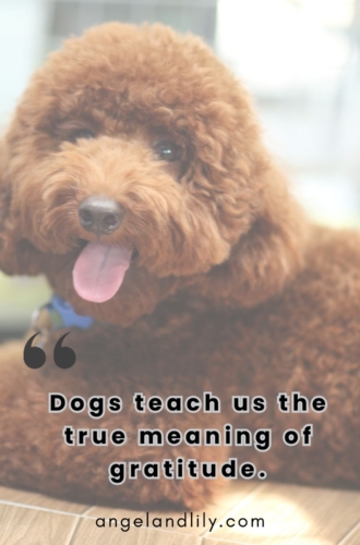 Daily Dogspiration – January 22, 2025