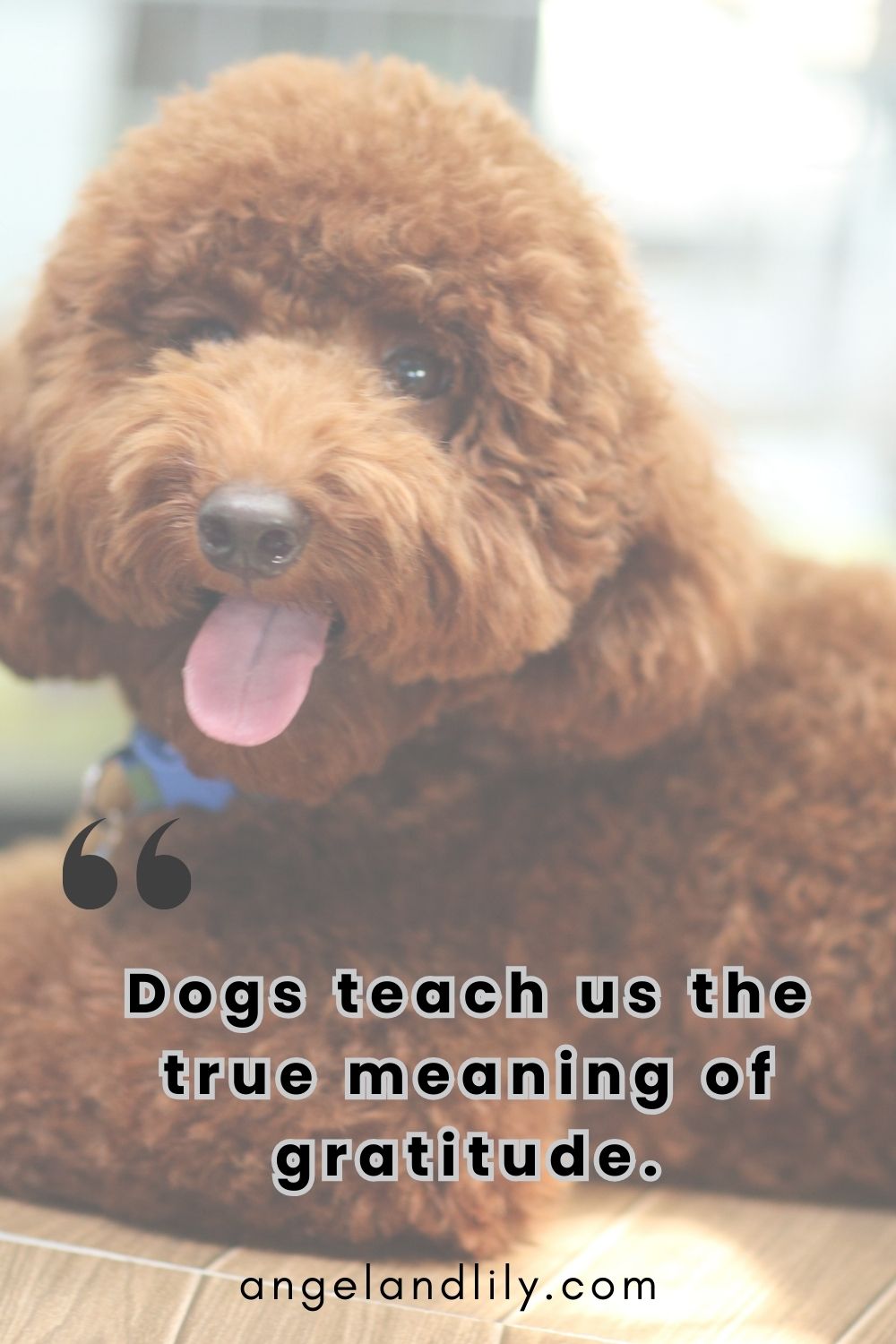 Daily Dogspiration – January 22, 2025