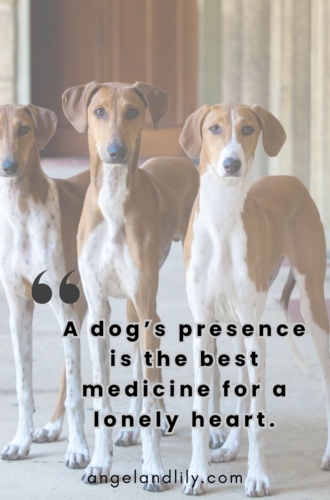 Daily Dogspiration – January 23, 2025