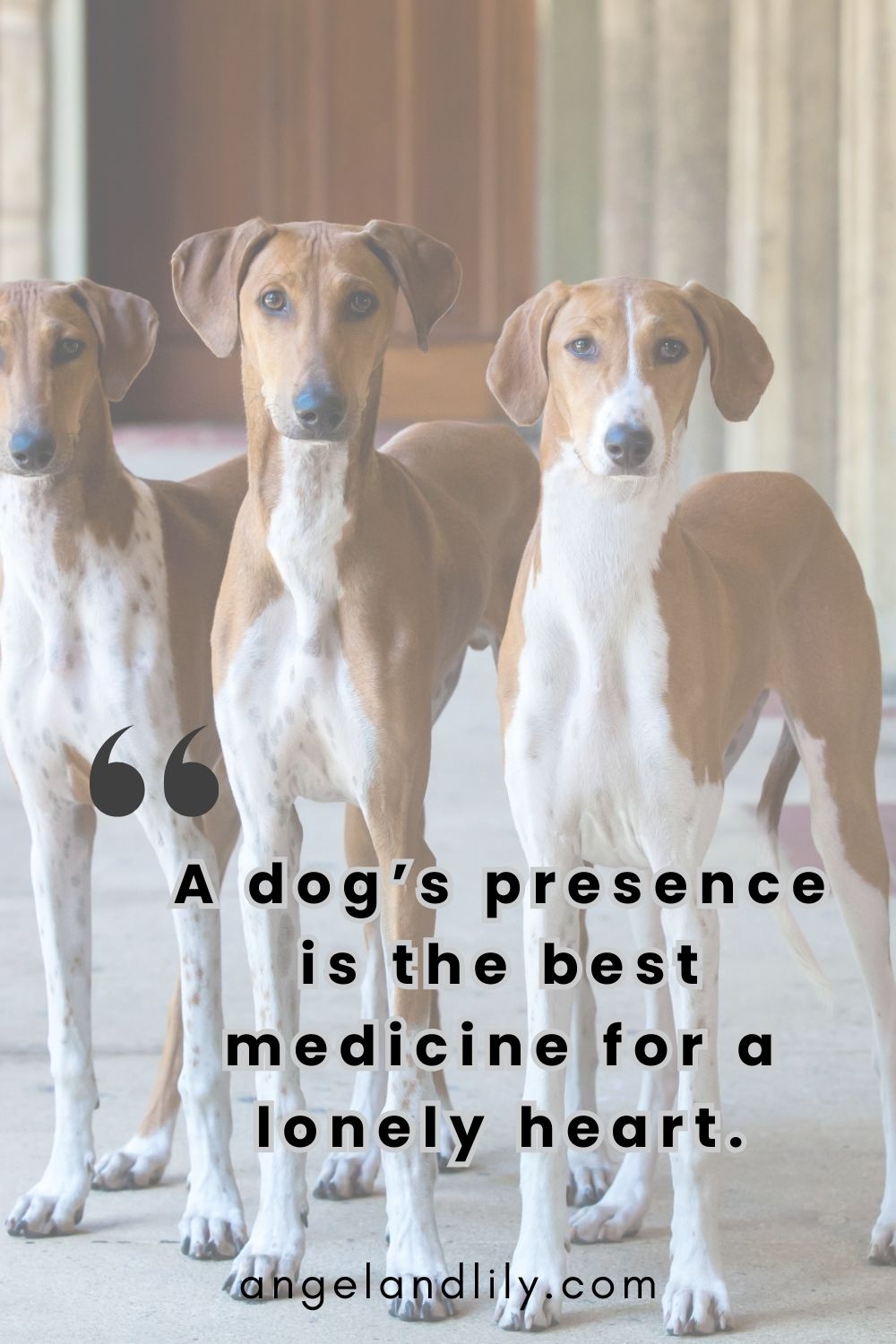 Daily Dogspiration – January 23, 2025
