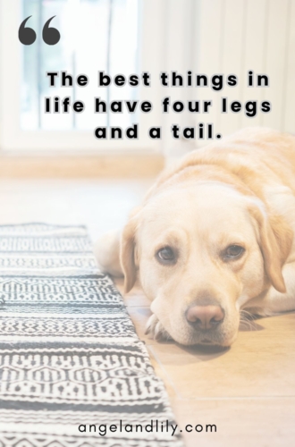 Daily Dogspiration – January 26, 2025