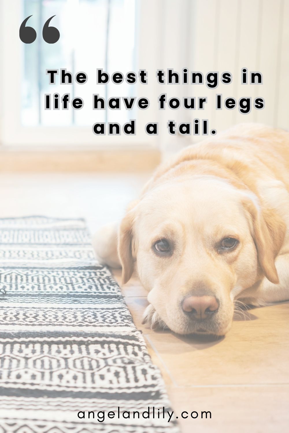 Daily Dogspiration – January 26, 2025