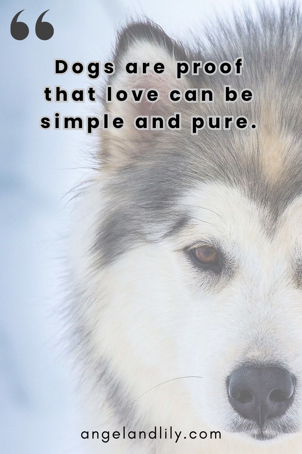 Daily Dogspiration – January 27, 2025