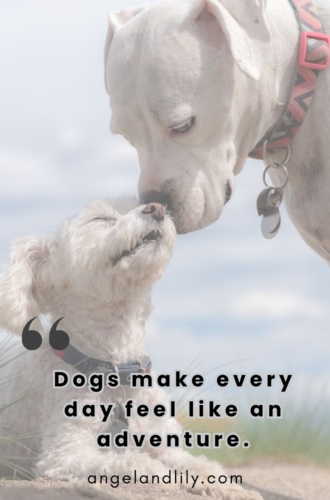 Daily Dogspiration – January 29, 2025