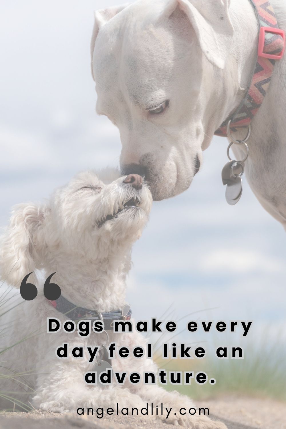 Daily Dogspiration – January 29, 2025