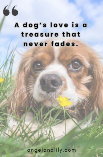 Daily Dogspiration – January 30, 2025