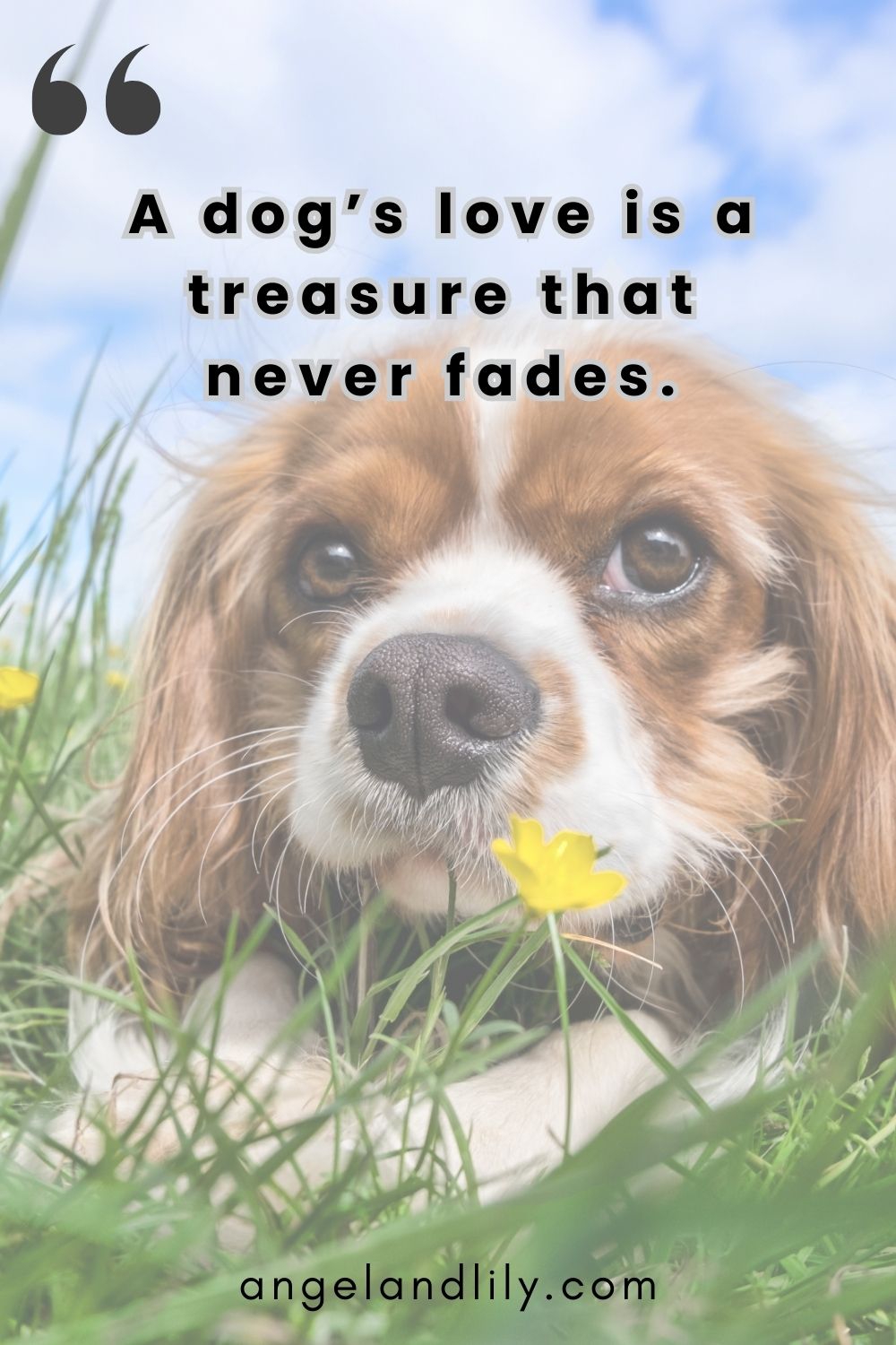 Daily Dogspiration – January 30, 2025