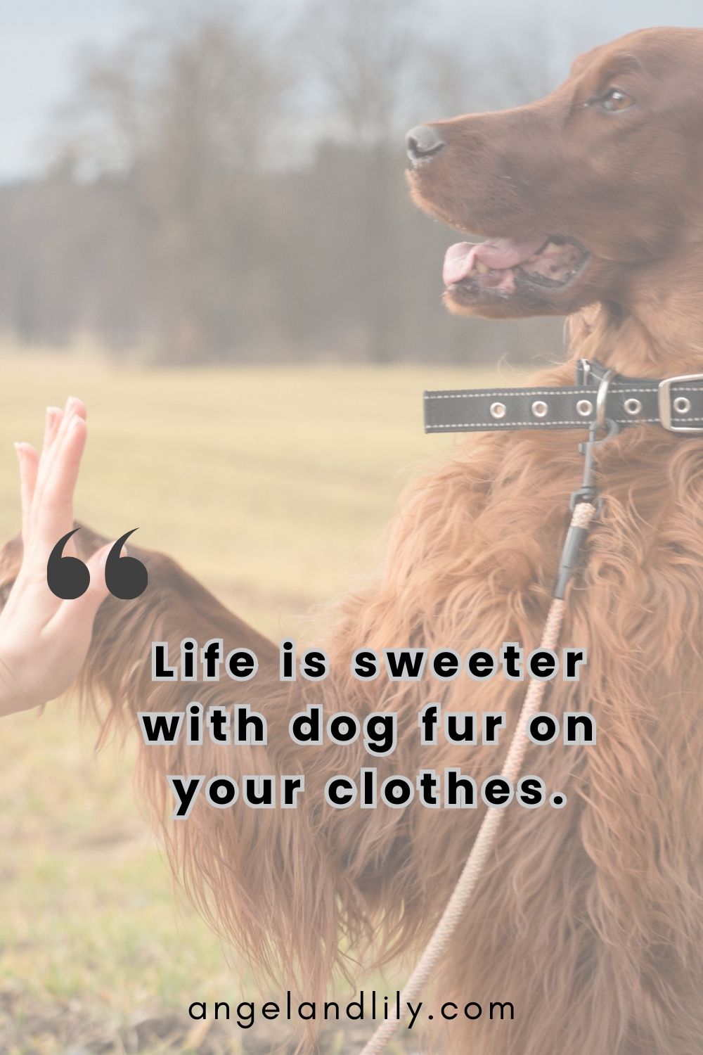 Daily Dogspiration – January 31, 2025