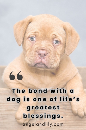 Daily Dogspiration – February 11, 2025