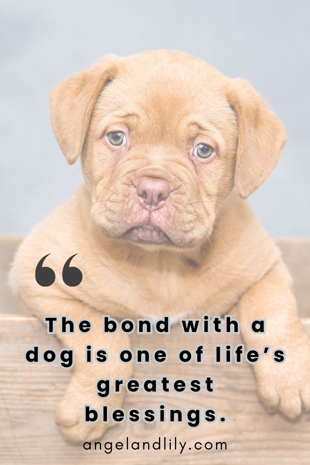 Daily Dogspiration – February 11, 2025