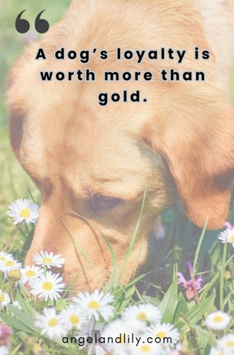 Daily Dogspiration – February 2, 2025