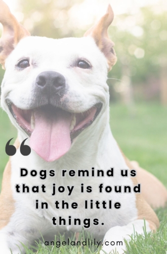 Daily Dogspiration – February 3, 2025