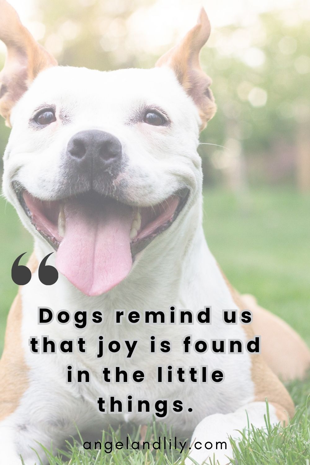 Daily Dogspiration – February 3, 2025