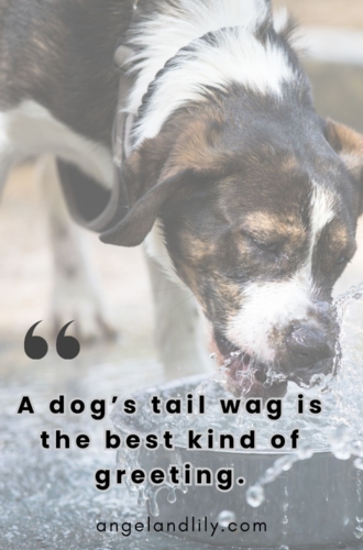 Daily Dogspiration – February 4, 2025