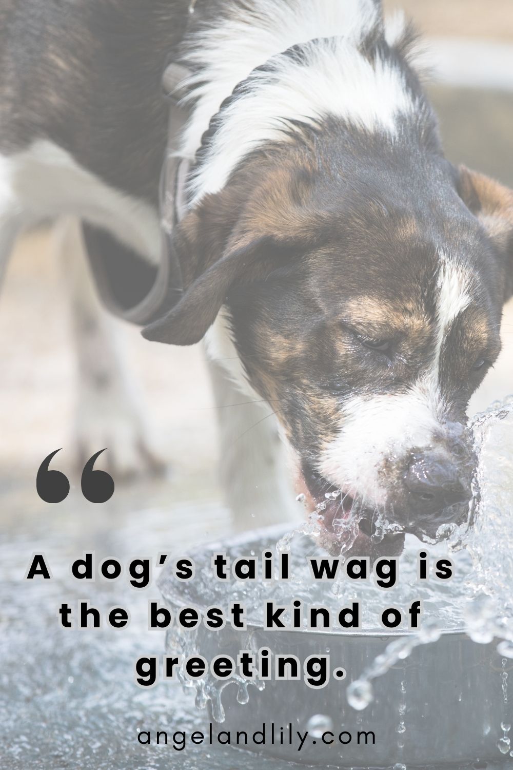 Daily Dogspiration – February 4, 2025