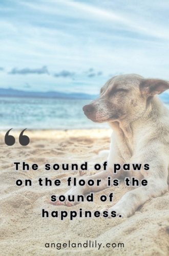 Daily Dogspiration – February 6, 2025