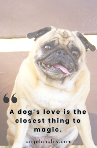 Daily Dogspiration – February 7, 2025