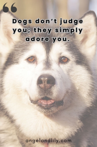 Daily Dogspiration – February 8, 2025