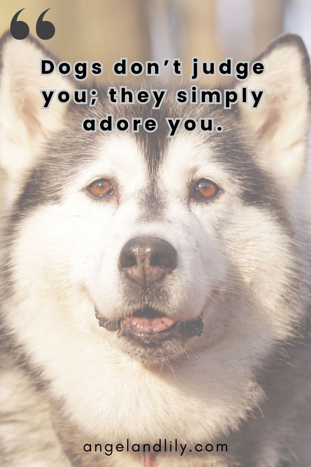 Daily Dogspiration – February 8, 2025
