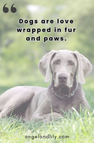 Daily Dogspiration – February 10, 2025