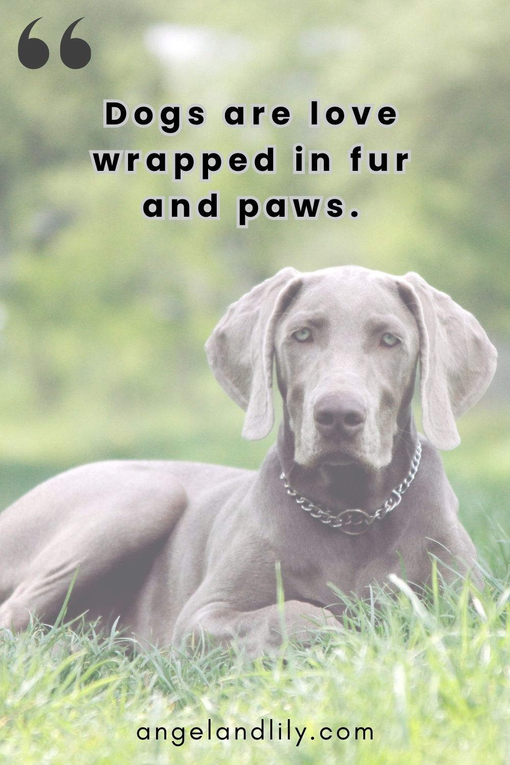 Daily Dogspiration – February 10, 2025