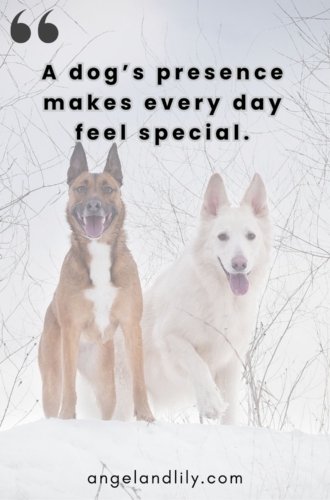 Daily Dogspiration – February 12, 2025
