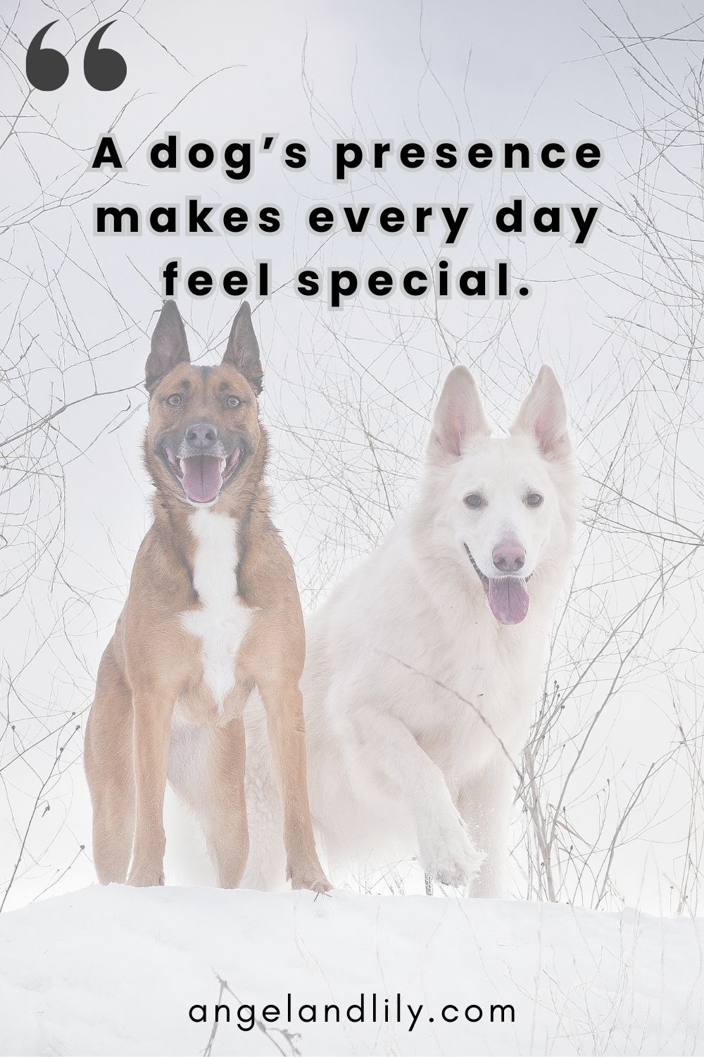 Daily Dogspiration – February 12, 2025