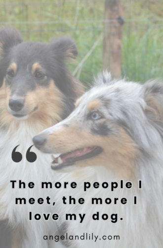 Daily Dogspiration – February 13, 2025