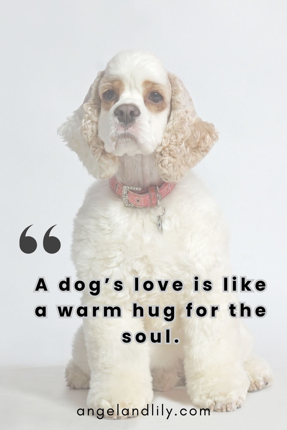 Daily Dogspiration – February 14, 2025