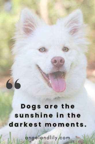 Daily Dogspiration – February 15, 2025