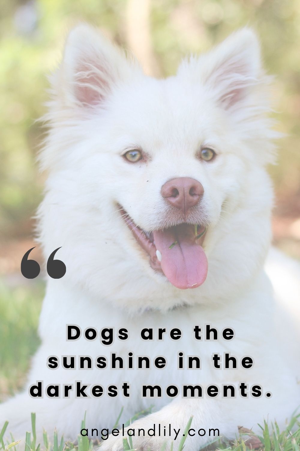 Daily Dogspiration – February 15, 2025