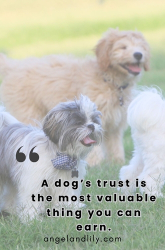 Daily Dogspiration – March 19, 2025