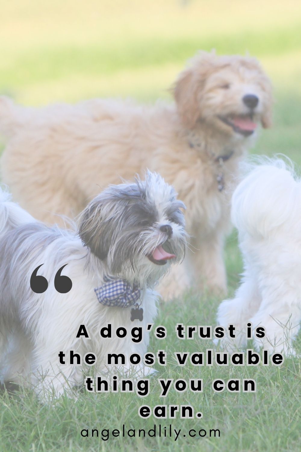 Daily Dogspiration – March 19, 2025