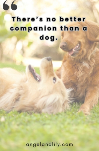 Daily Dogspiration – March 21, 2025