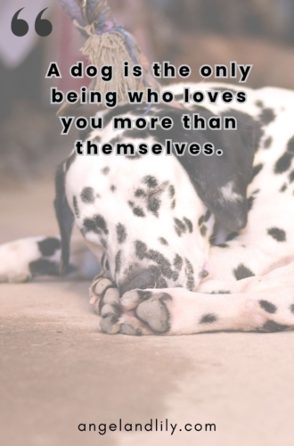 Daily Dogspiration – March 22, 2025