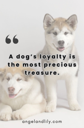 Daily Dogspiration – March 26, 2025