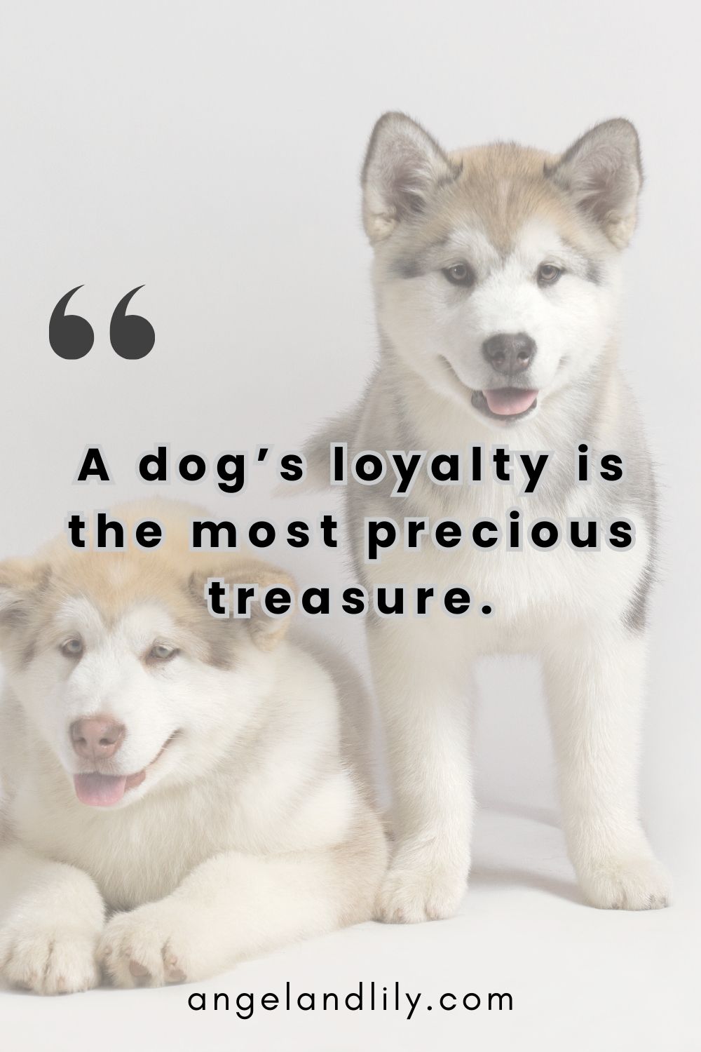 Daily Dogspiration – March 26, 2025